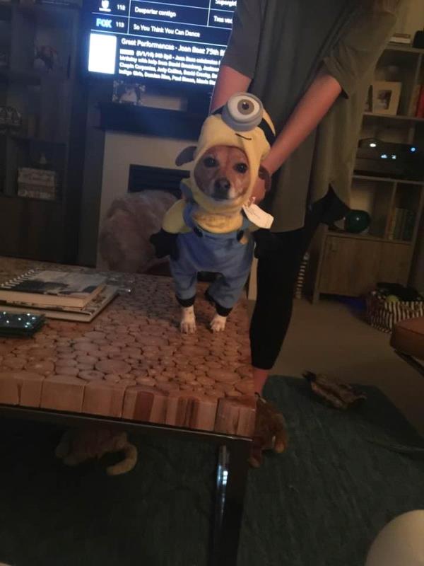 /Images/uploads/Connections Pet Rescue/Howl-o-ween/entries/15071thumb.jpg